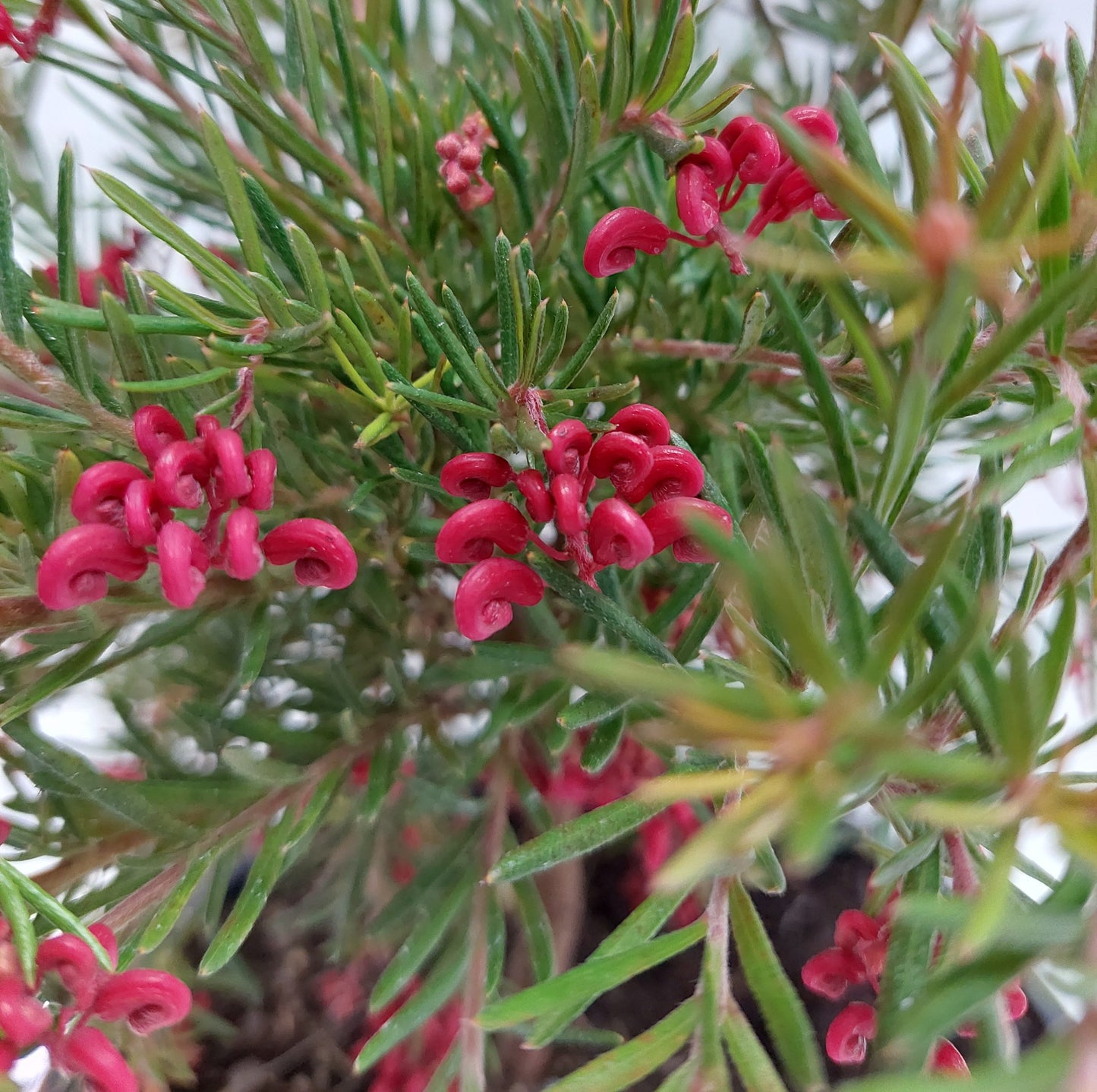 Grevillea ‘Cherry Ripe’ (Grevillea)