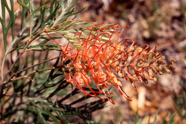 Grevillea ‘Coconut Ice’ (Coconut Ice Grevillea)