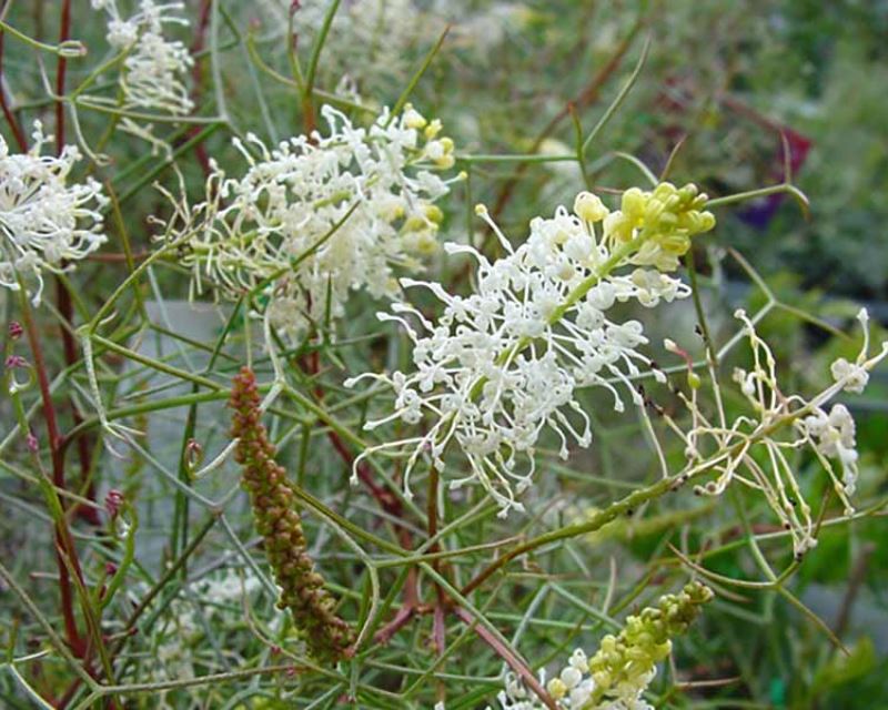 Grevillea intricata
