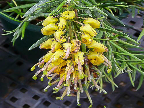 Grevillea ‘Lemon Daze’