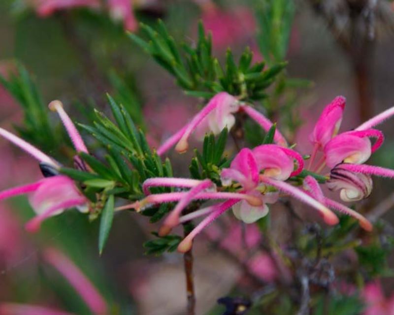 Grevillea rosmarinifolia ‘Nana’