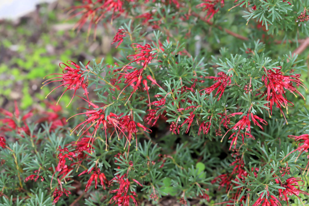 Grevillea 'Winparra Gem'