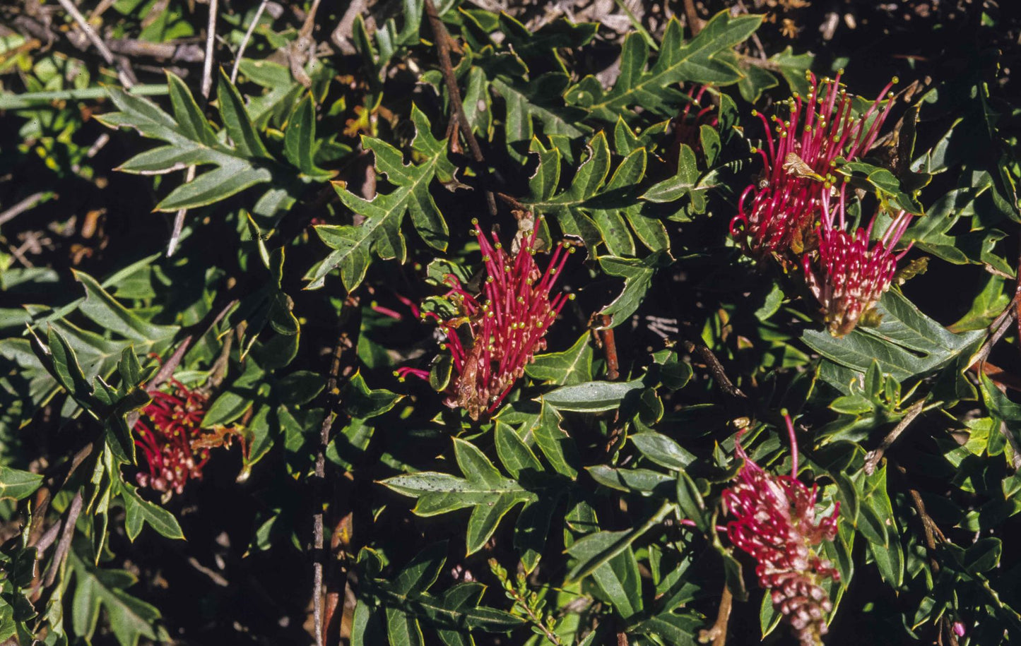 Grevillea gaudichaudii (Gaudi Chaudi Grevillea)
