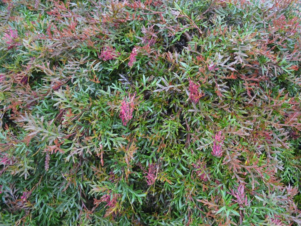 Grevillea Hybrid ‘Bronze Rover’ (Bronze Rover Grevillea)