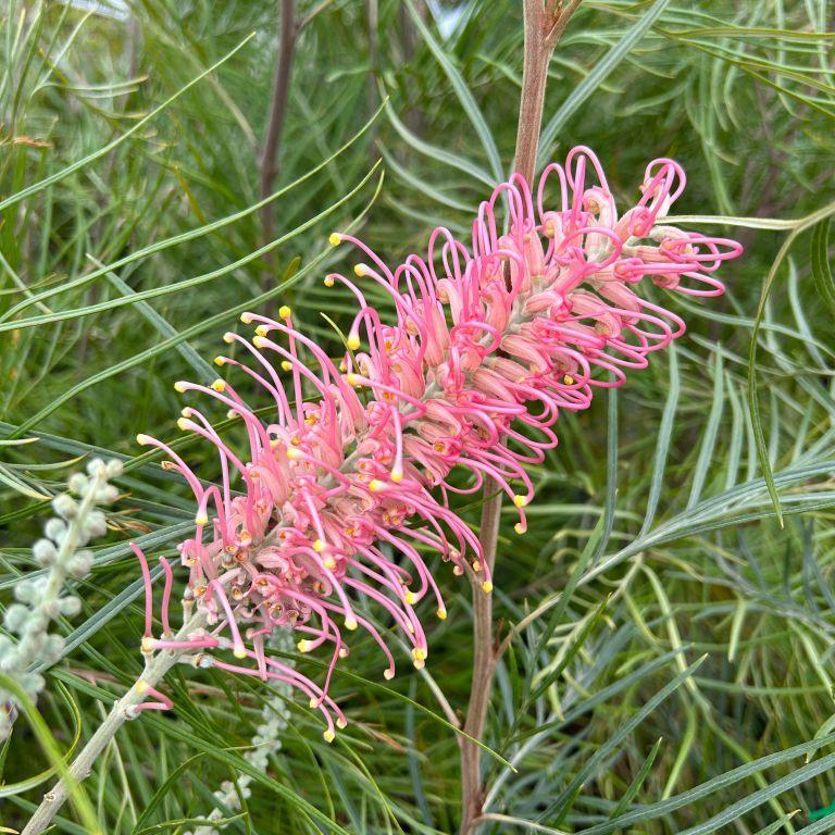 Grevillea Hybrida ‘Coastal Prestige’ (Coastal Prestige Grevillea)