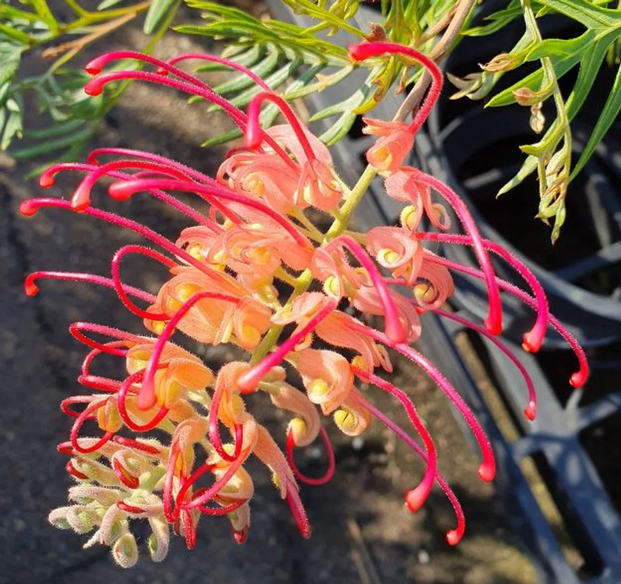 Grevillea Hybrida ‘Pink Profusion’ (Pink Profusion Grevillea)
