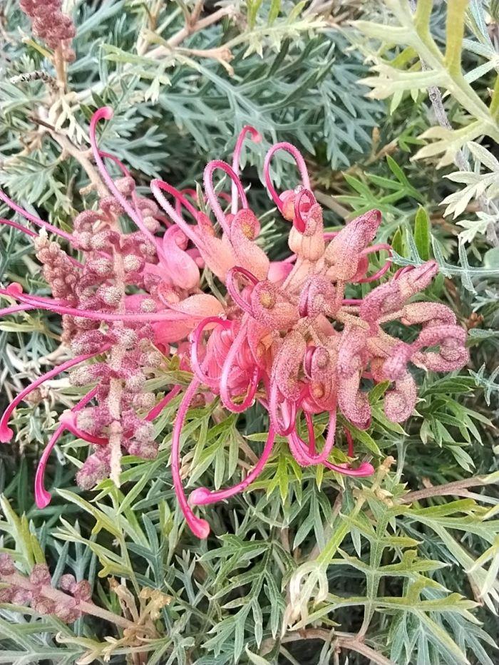 Grevillea Hybrida ‘Soopa Doopa’ (Soopa Doopa Grevillea)