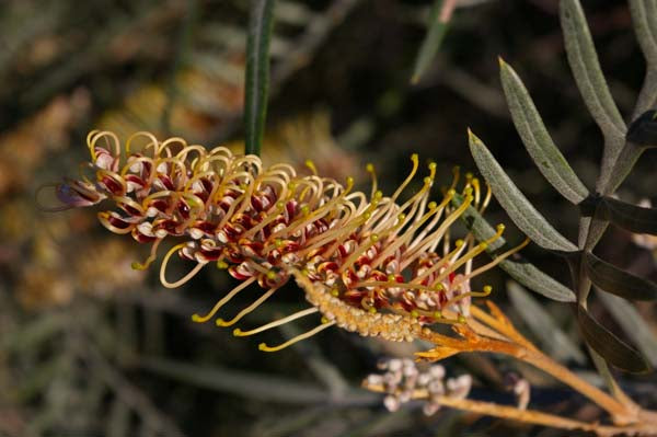 Grevillea Hybrida ‘Strawberry Blonde’ (Strawberry Blonde Grevillea)