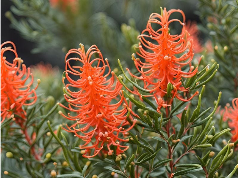 Grevillea Juniperina × Lanigera ‘Simply Stunning’ (Simply Stunning Grevillea)