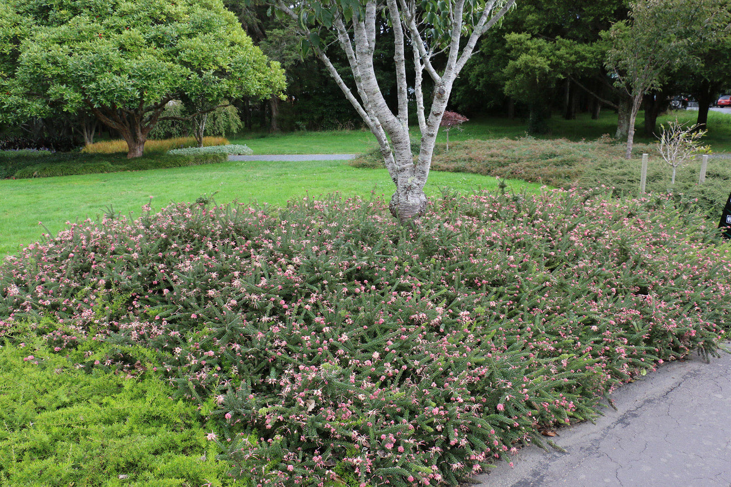 Grevillea Lanigera ‘Mt Tamboritha’ (Mt Tamboritha Woolly Grevillea)