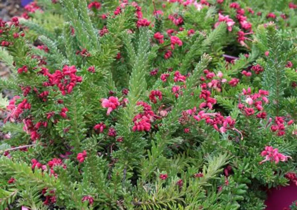 Grevillea Lanigera ‘Woolly Bear Hero’ (Woolly Bear Hero Grevillea)