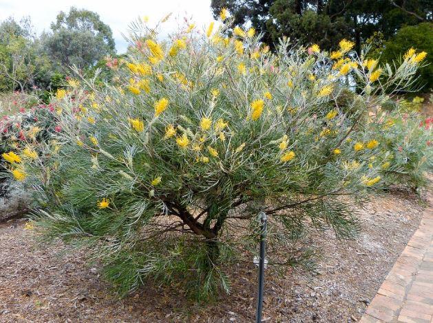 Grevillea Pteridifolia × Banksii ‘Bush Lemons’ (Bush Lemons Grevillea)