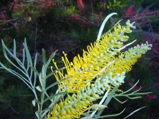 Grevillea Pteridifolia × Banksii ‘Bush Lemons’ (Bush Lemons Grevillea)