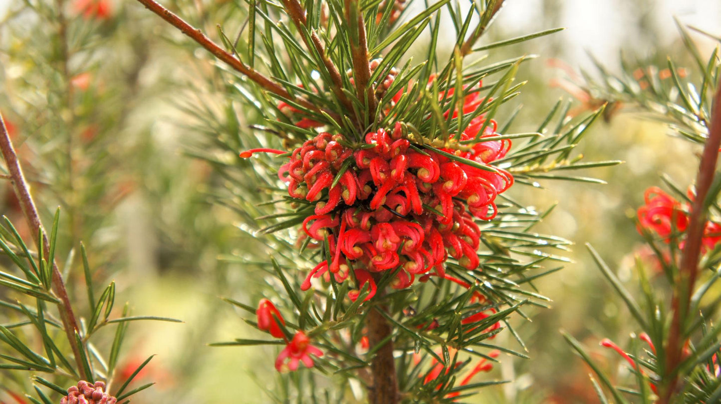 Grevillea Rosmarinifolia ‘Crimson Villea’