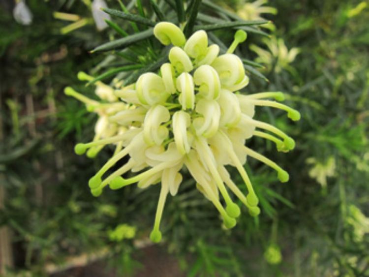 Grevillea Rosmarinifolia ‘White Knight’ (White Knight Grevillea)