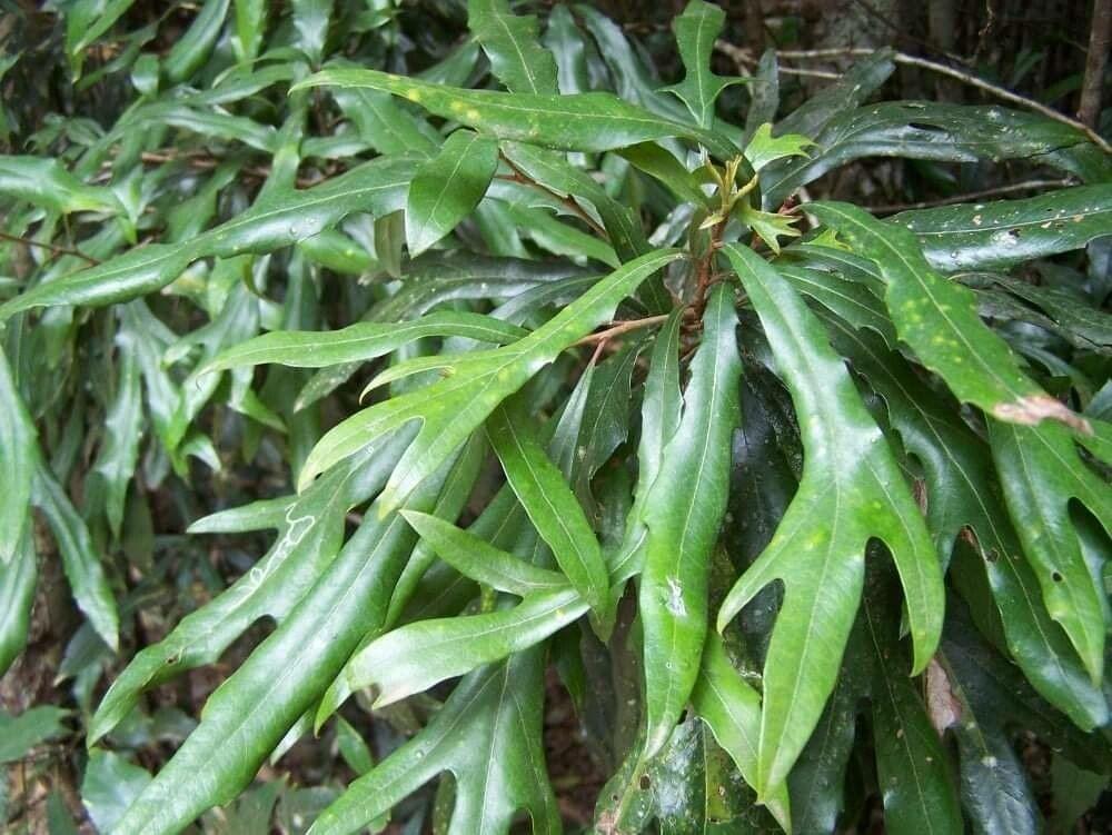 Grevillea Baileyana (White Oak)