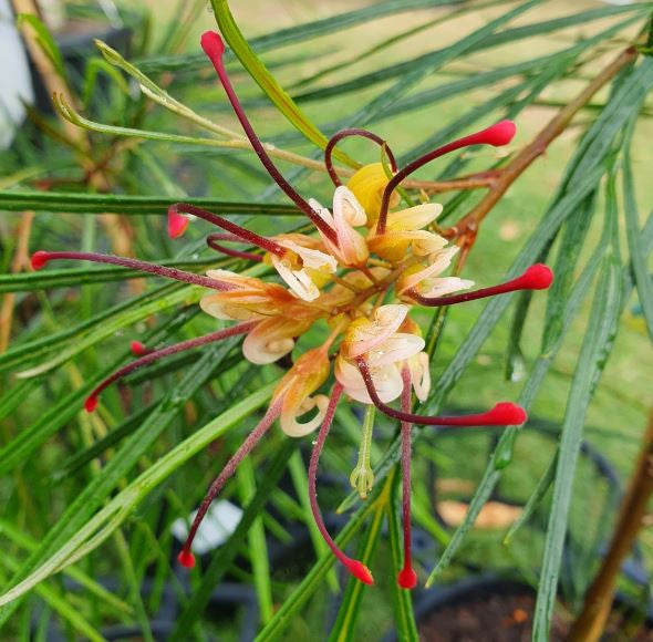 Grevillea ‘Bulli Princess’ (Bulli Princess Grevillea)