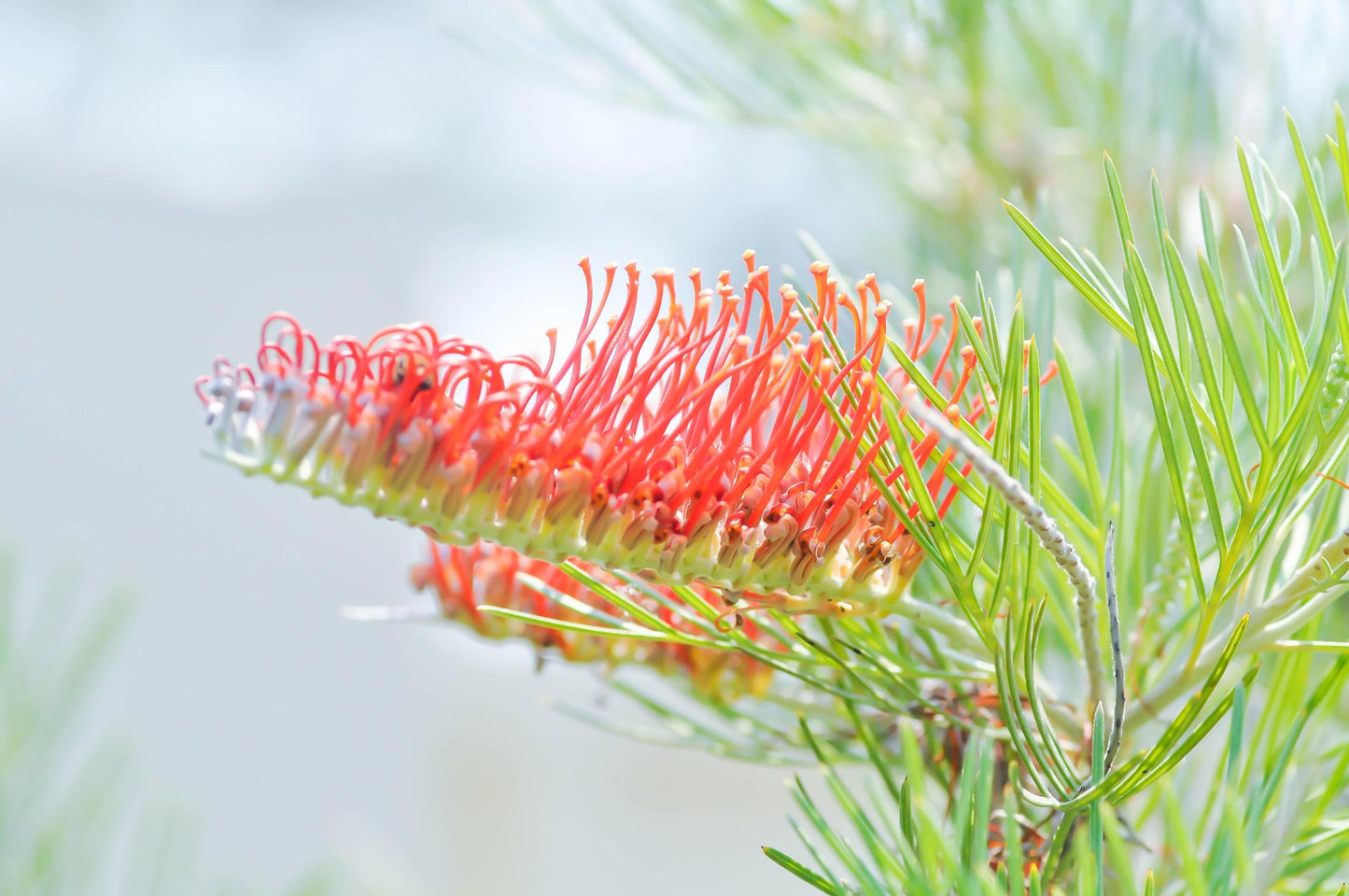 Grevillea ‘Cherry Moon’ (Cherry Moon Grevillea)