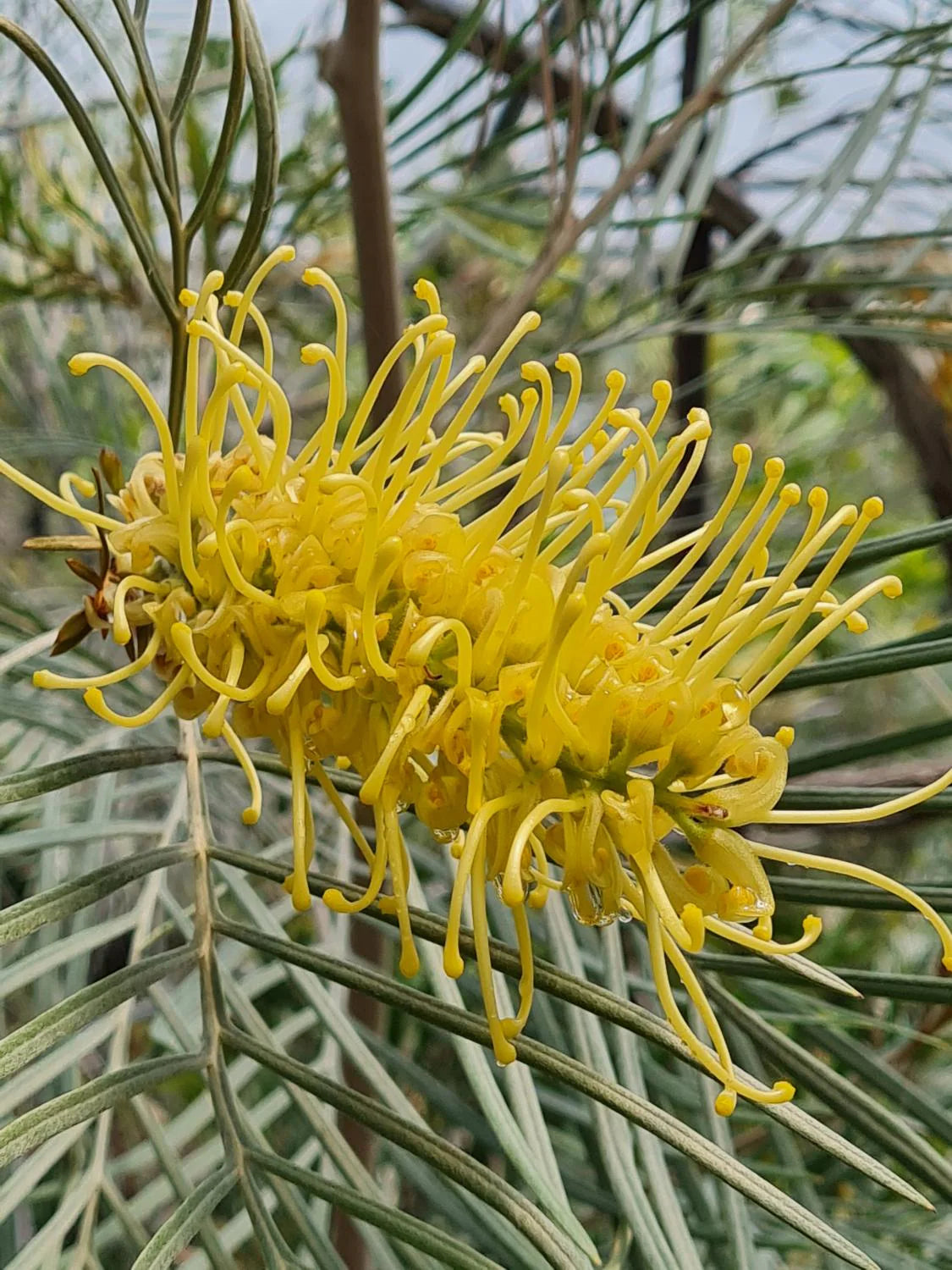 Grevillea ‘Coastal Lemon Glimpse’ (Coastal Lemon Glimpse Grevillea)