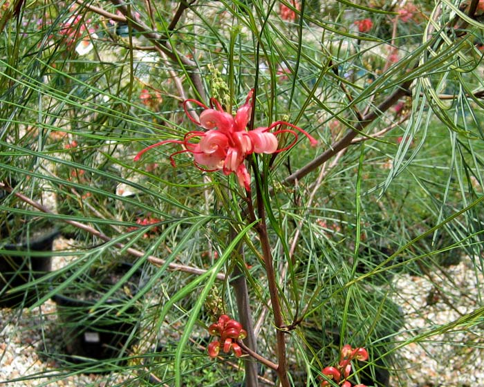 Grevillea 'Elegance'