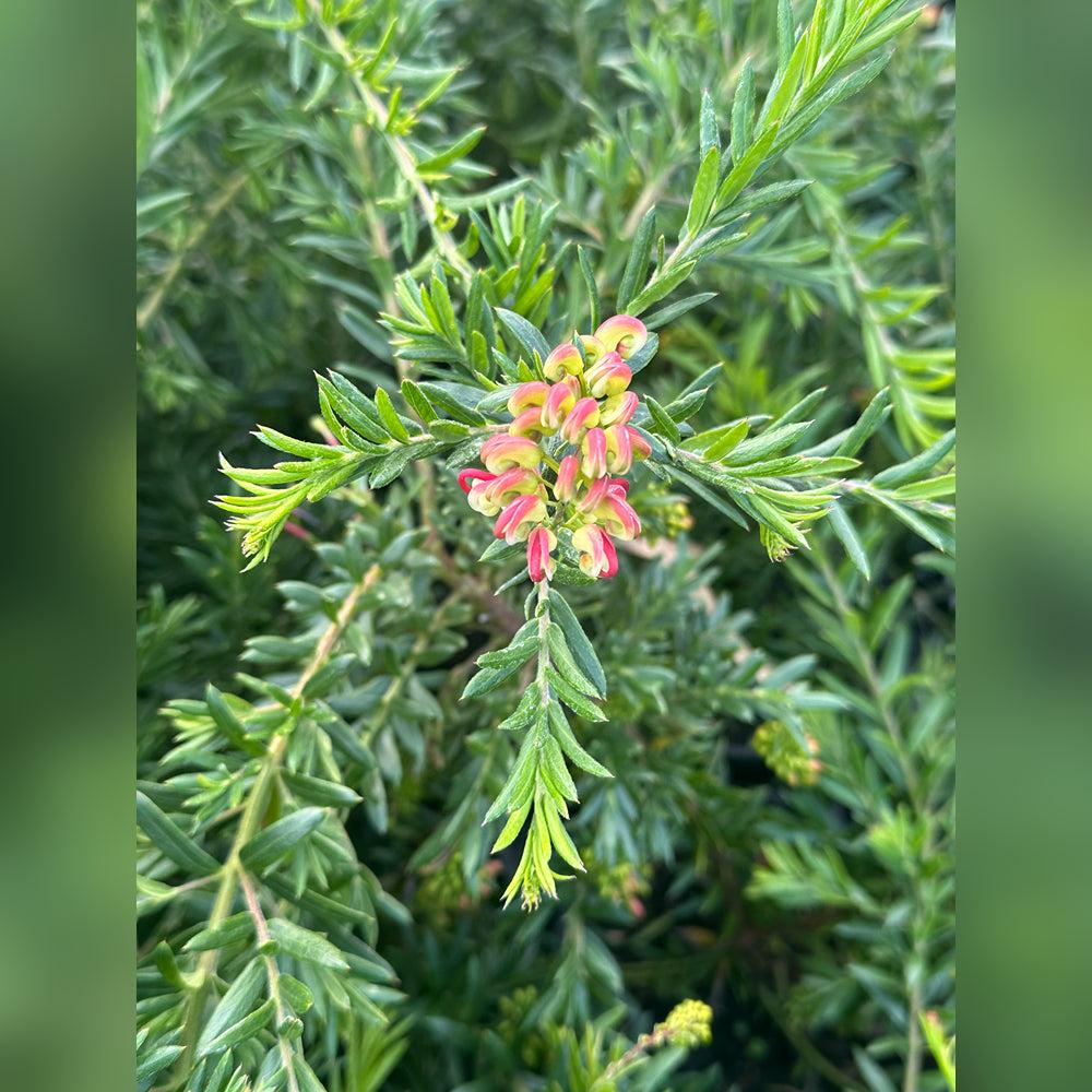 Grevillea ‘Hills Jubilee’ (Hills Jubilee Grevillea)