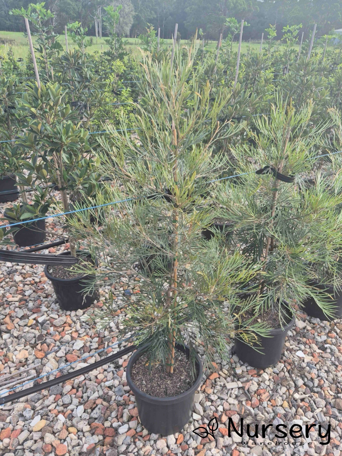 Grevillea 'Honey Gem'