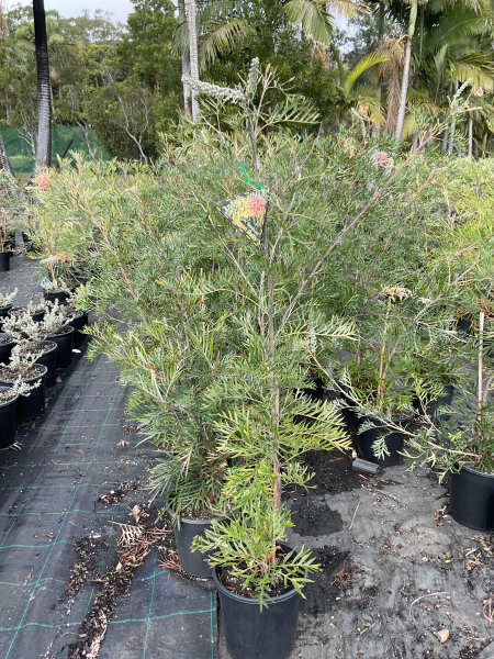 Grevillea ‘Lemon Baby’ (Lemon Baby Grevillea)