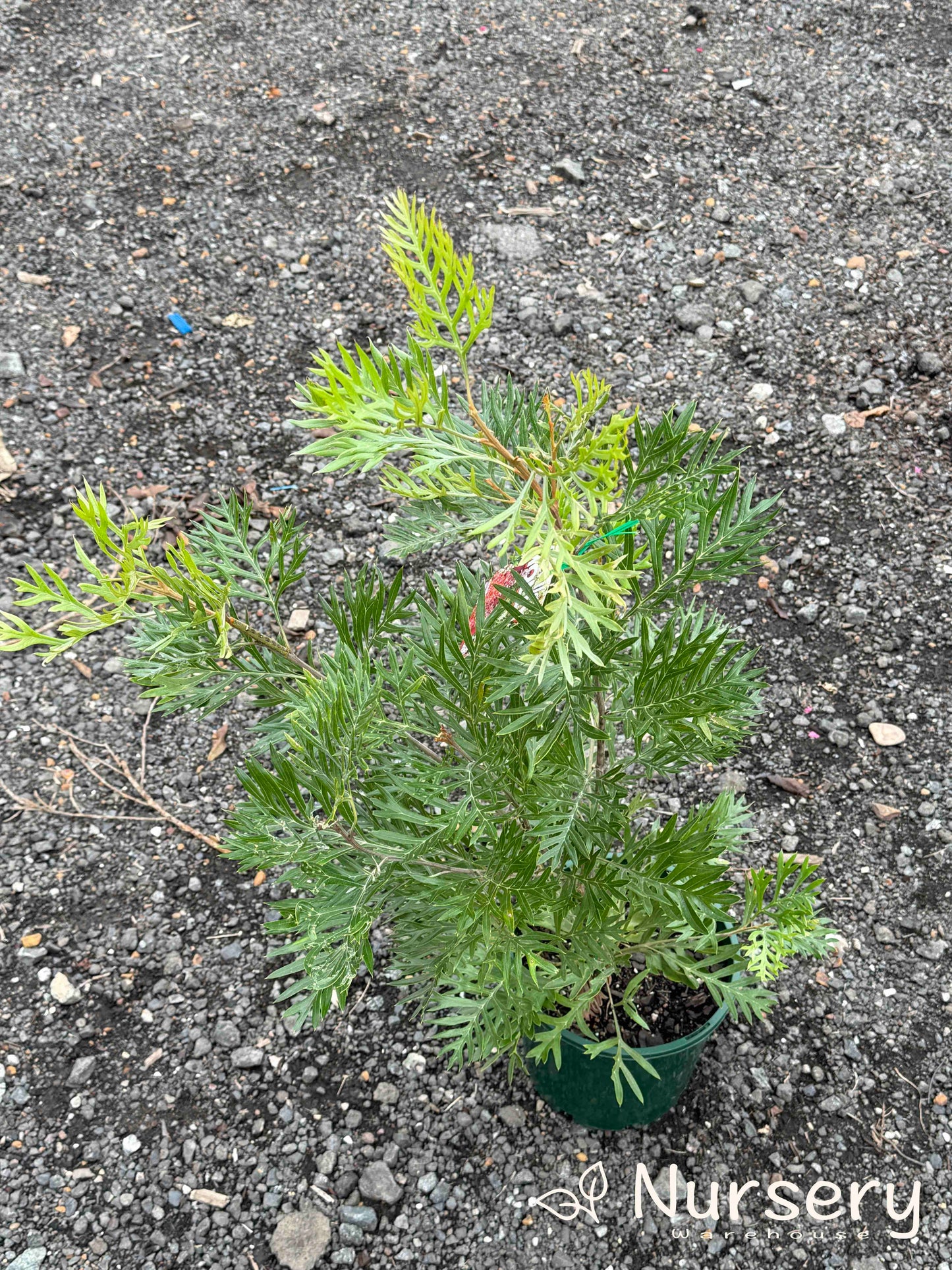 Grevillea 'Molly'