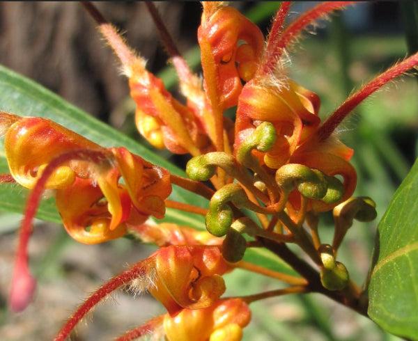 Grevillea ‘Orange Marmalade’ (Orange Marmalade Grevillea)