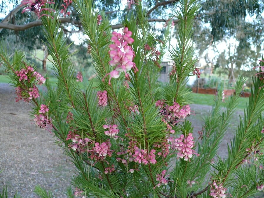 Grevillea 'Rosy's Baby' (Rosy's Baby Grevillea)