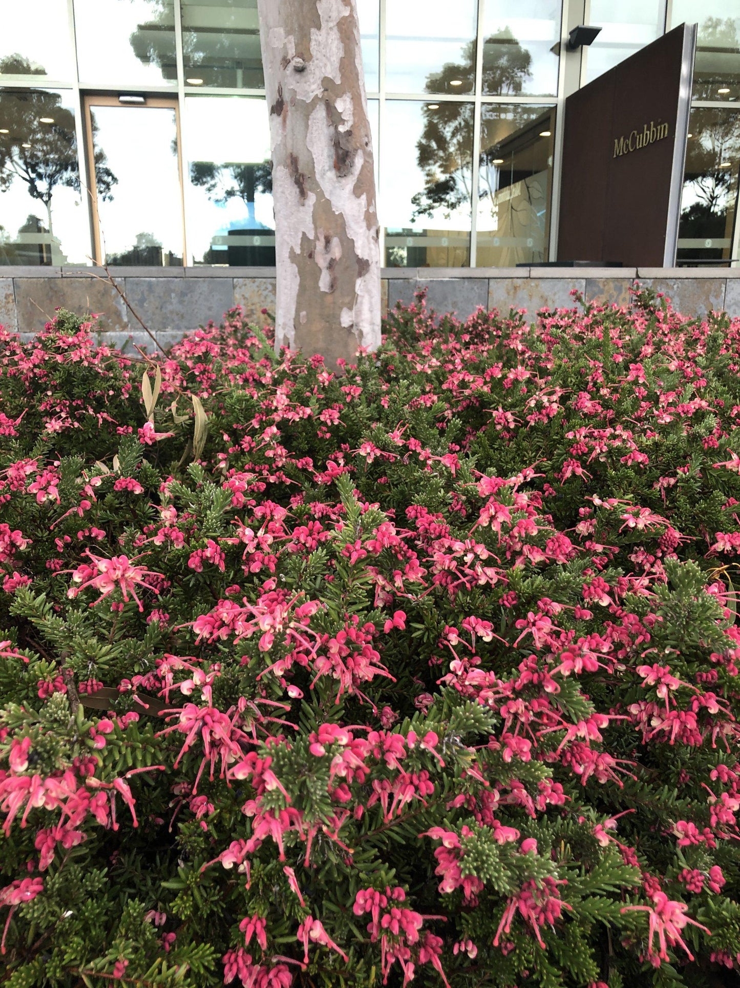 Grevillea ‘Strawberry Smoothie’ (Strawberry Smoothie Grevillea)