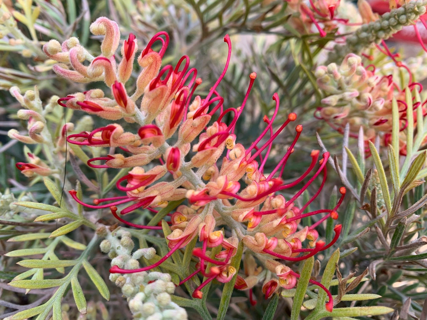 Grevillea ‘Women Of Spirit’