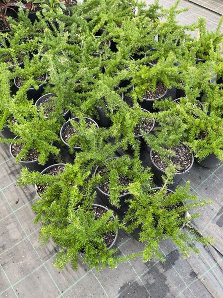 Grevillea Juniperina ‘Molonglo’ (Molonglo Grevillea)