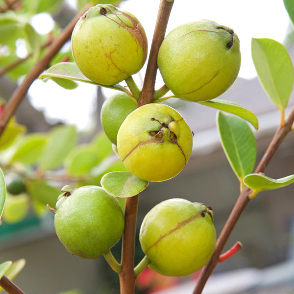 Psidium Cattleianum (Yellow Cherry Guava)