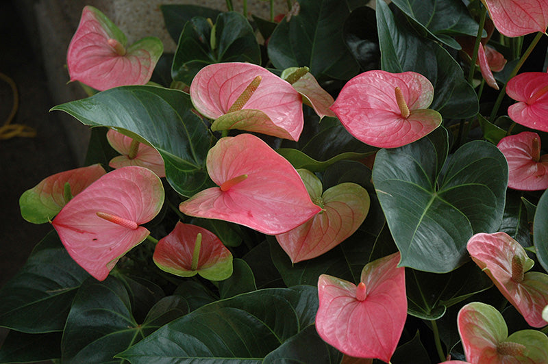 Anthurium Andraeanum (Flamingo Flower)