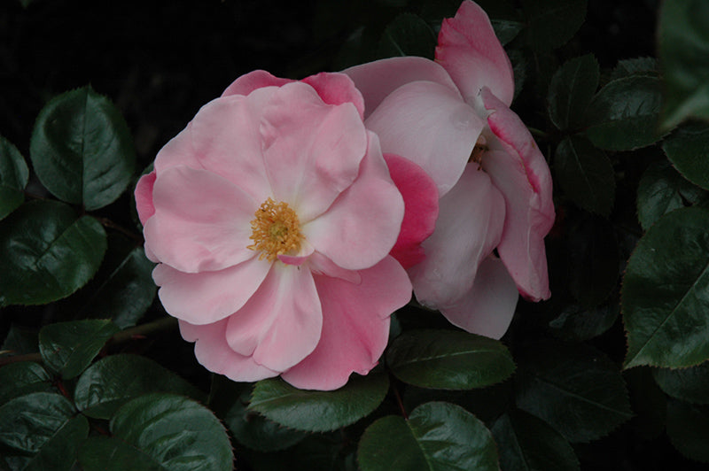 Rosa ‘Perfume Passion’ (Hybrid Tea Rose)