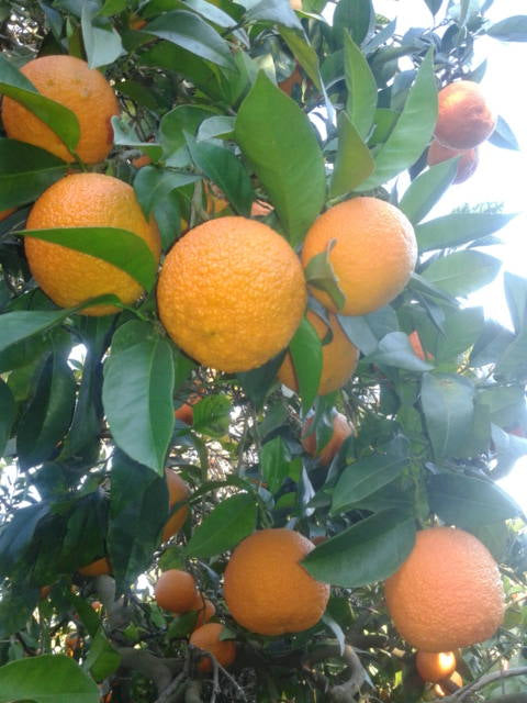 Citrus aurantium (Orange Seville Bittersweet)