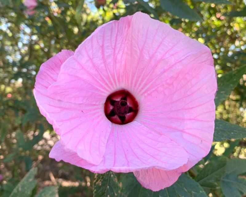 Hibiscus heterophyllus ‘Pink’ (Native Pink Hibiscus)