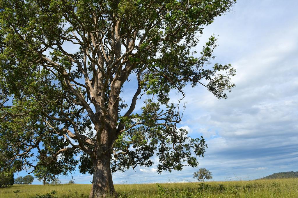 Angophora Subvelutina (Broad-Leaved Apple)