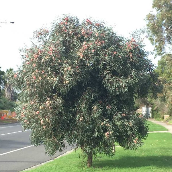 Hakea Laurina (Pincushion Hakea)