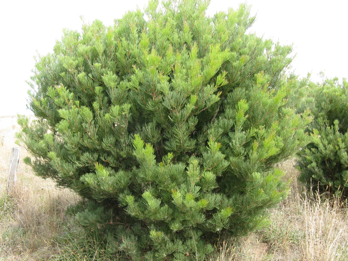 Hakea Drupacea (Syn. Suaveolens) (Sweet-Scented Hakea)