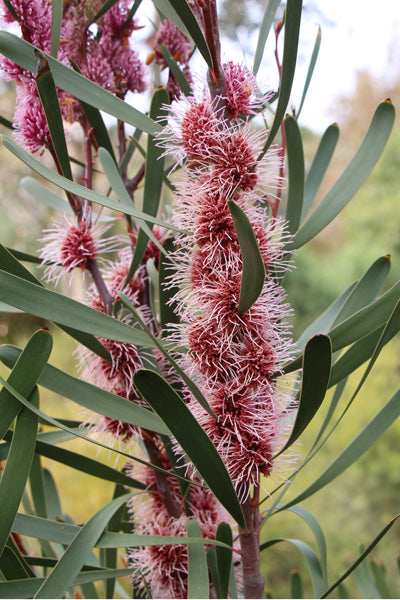Hakea Multilineata (Grass-Leaf Hakea)
