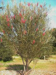 Hakea Francisiana (Emu Bush)