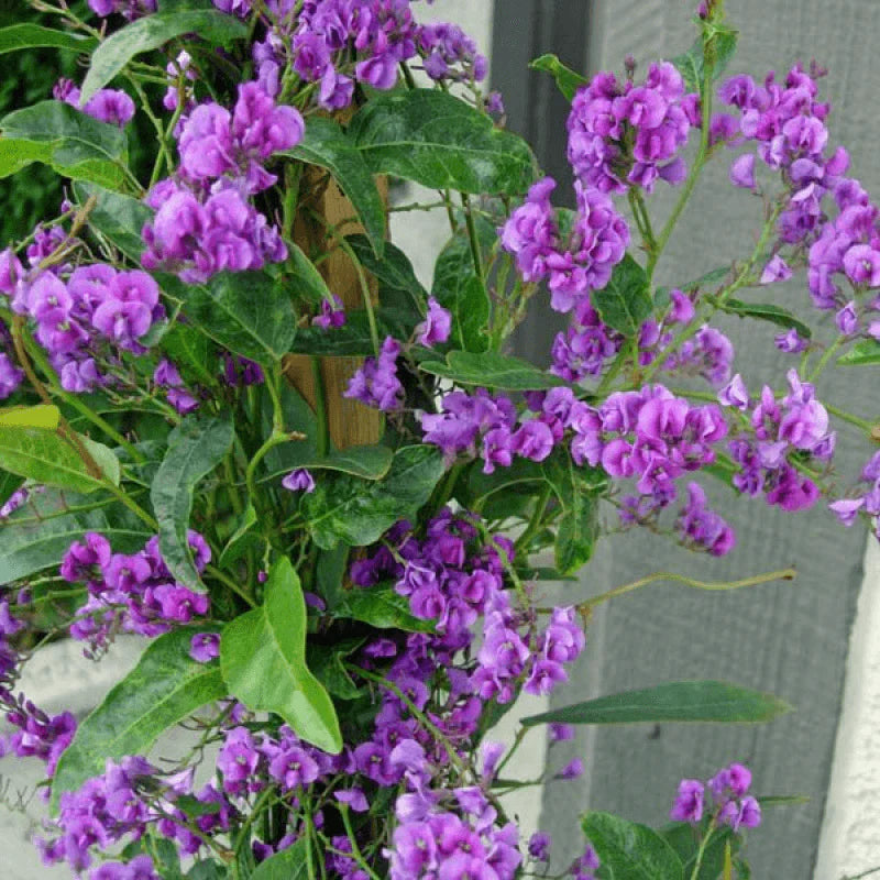 Hardenbergia Violacea ‘Sweet Heart’ (Sweet Heart Hardenbergia)