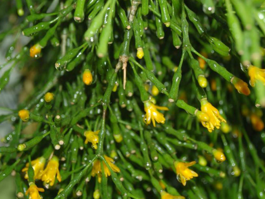 Hatiora salicornioides (syn. Rhipsalis salicornioides) – Dancing Bones Cactus