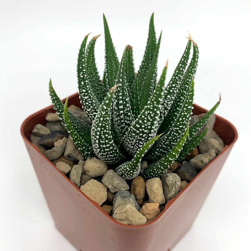 Haworthia Concolor (Concolor Haworthia)