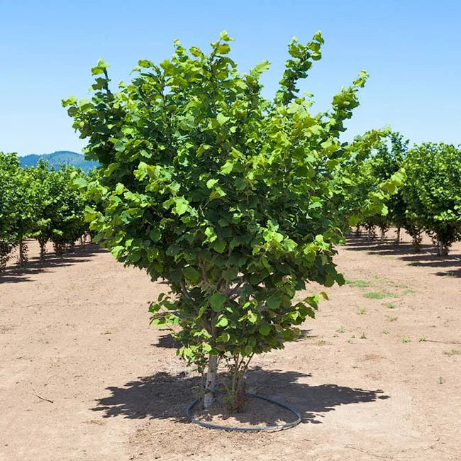 Corylus Americana (Hazelnut American White)