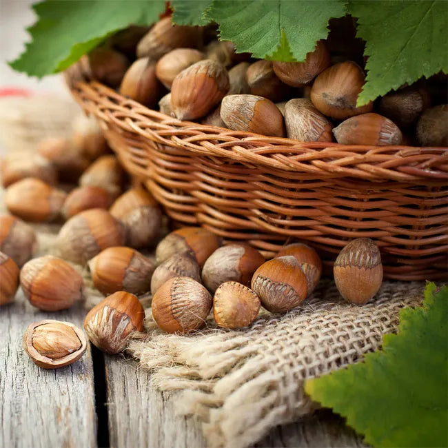 Corylus Americana (Hazelnut American White)
