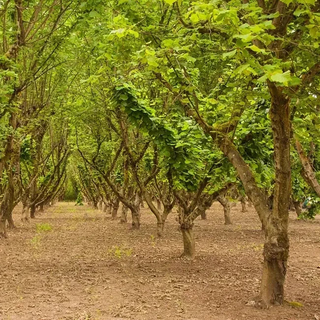 Corylus avellana 'Halls Giant' (Hazelnut Halls Giant)