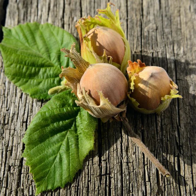 Corylus avellana 'Halls Giant' (Hazelnut Halls Giant)